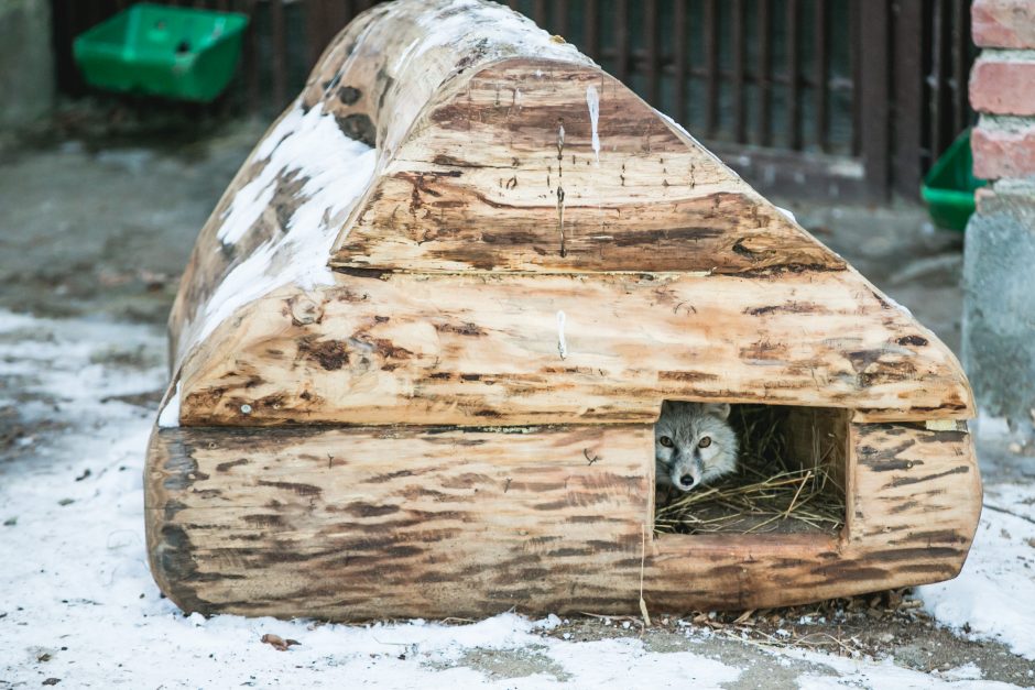 Gyvenimas zoologijos sode: kurie lepūnėliai į lauką nekiša nosies?