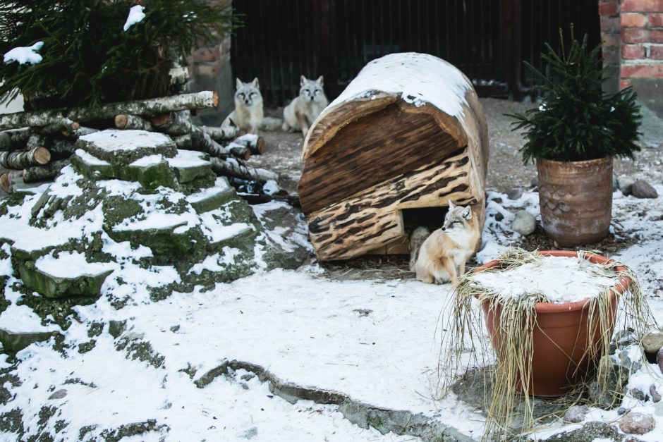 Gyvenimas zoologijos sode: kurie lepūnėliai į lauką nekiša nosies?