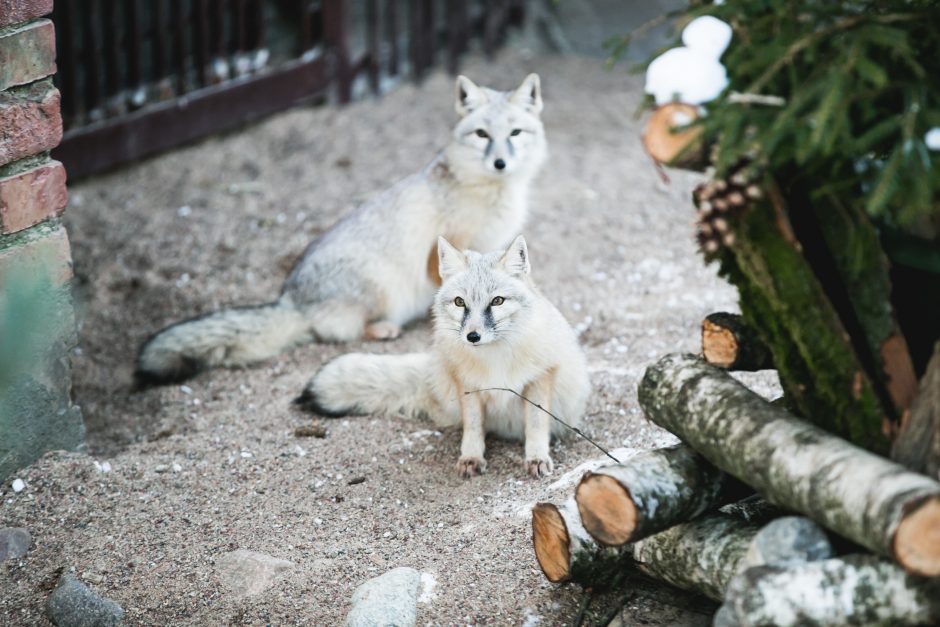 Gyvenimas zoologijos sode: kurie lepūnėliai į lauką nekiša nosies?