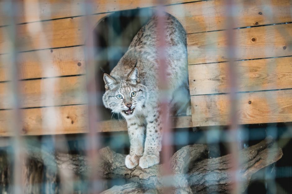 Gyvenimas zoologijos sode: kurie lepūnėliai į lauką nekiša nosies?