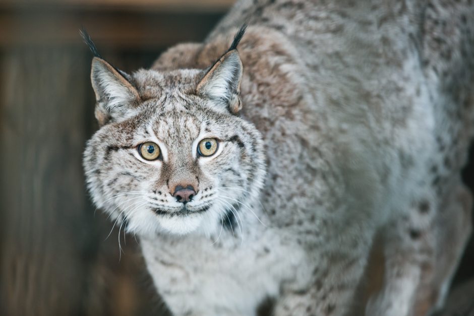 Gyvenimas zoologijos sode: kurie lepūnėliai į lauką nekiša nosies?