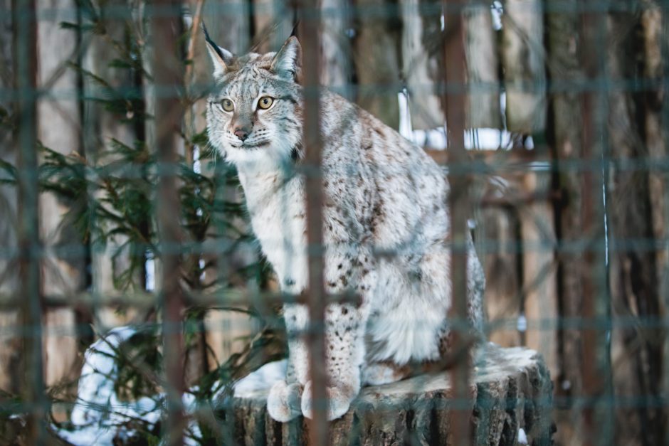 Gyvenimas zoologijos sode: kurie lepūnėliai į lauką nekiša nosies?