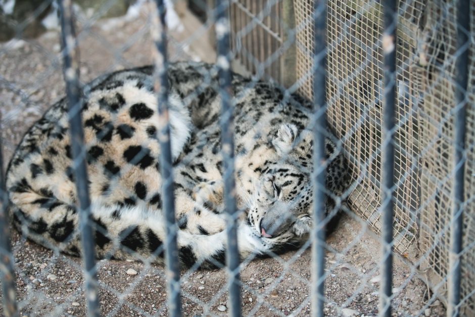 Gyvenimas zoologijos sode: kurie lepūnėliai į lauką nekiša nosies?