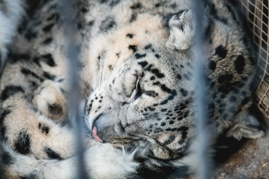 Gyvenimas zoologijos sode: kurie lepūnėliai į lauką nekiša nosies?