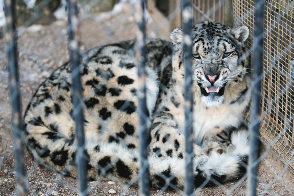 Gyvenimas zoologijos sode: kurie lepūnėliai į lauką nekiša nosies?