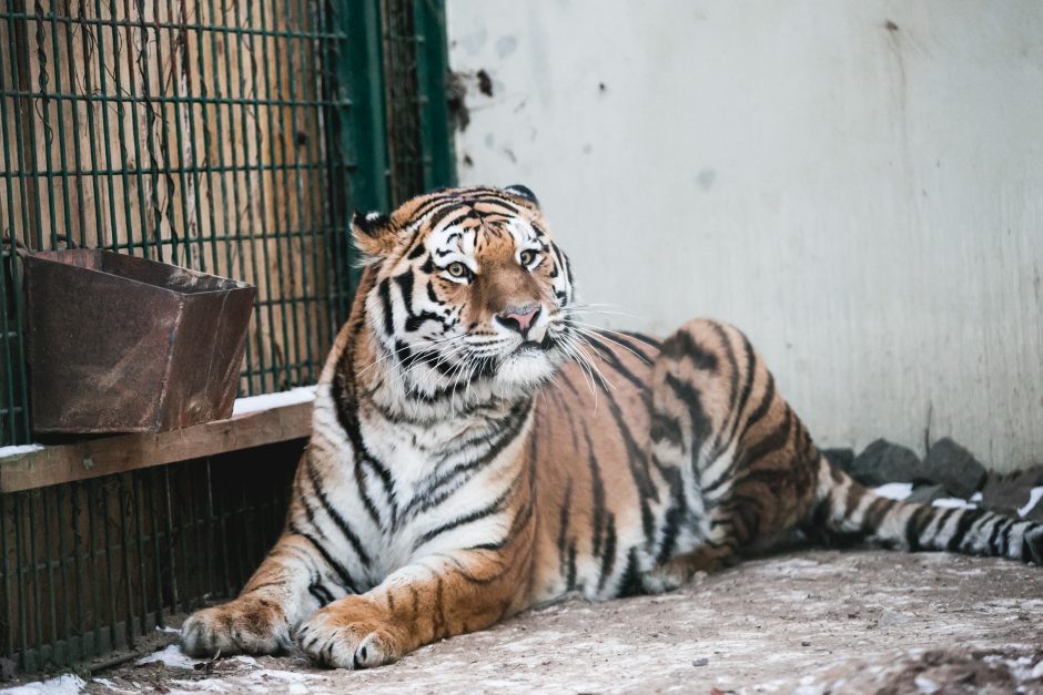 Gyvenimas zoologijos sode: kurie lepūnėliai į lauką nekiša nosies?