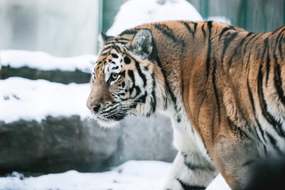 Gyvenimas zoologijos sode: kurie lepūnėliai į lauką nekiša nosies?