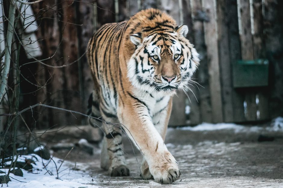 Gyvenimas zoologijos sode: kurie lepūnėliai į lauką nekiša nosies?