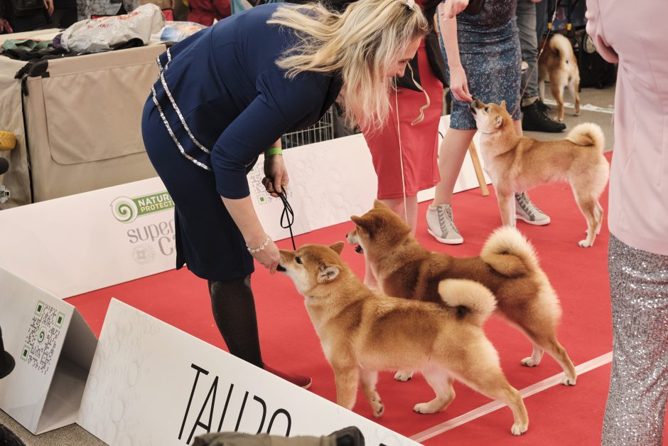 Ant podiumo – visos šunų veislės 