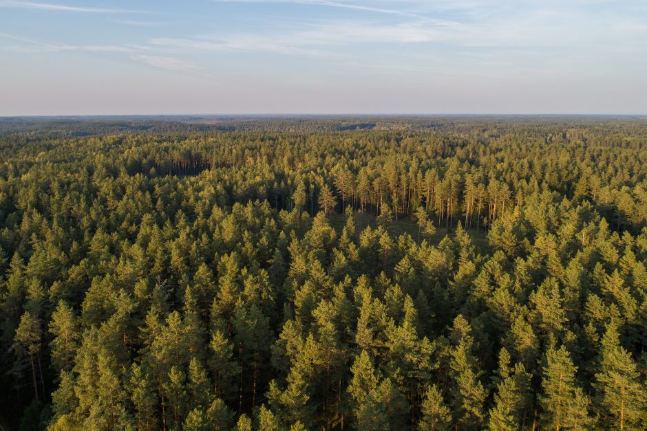 Seimui pasiūlyta įteisinti draudimą, kuris leistų išsaugoti miškus