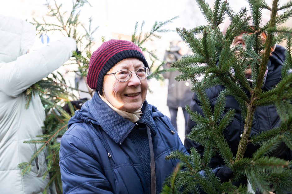 Katedros aikštėje dovanojamos eglių ir pušų šakos