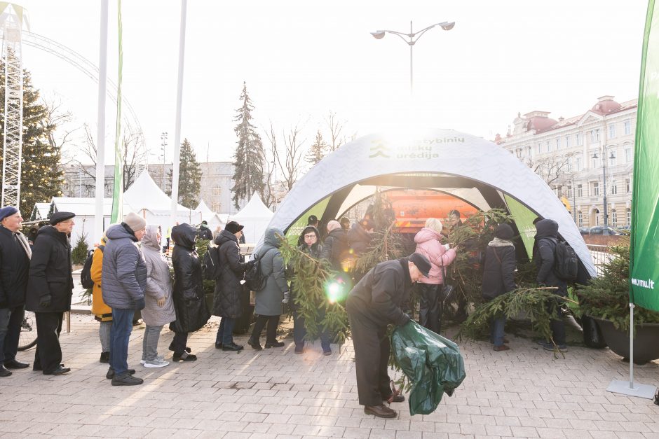 Katedros aikštėje dovanojamos eglių ir pušų šakos