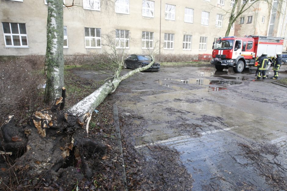 Pajūrio krašte medžiai neatlaikė vėtros