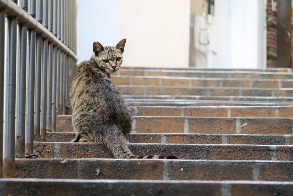 Katinas namo pas šeimininką sugrįžo po 18 metų