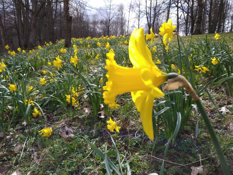 Gargždų parke – jūra žydinčių narcizų