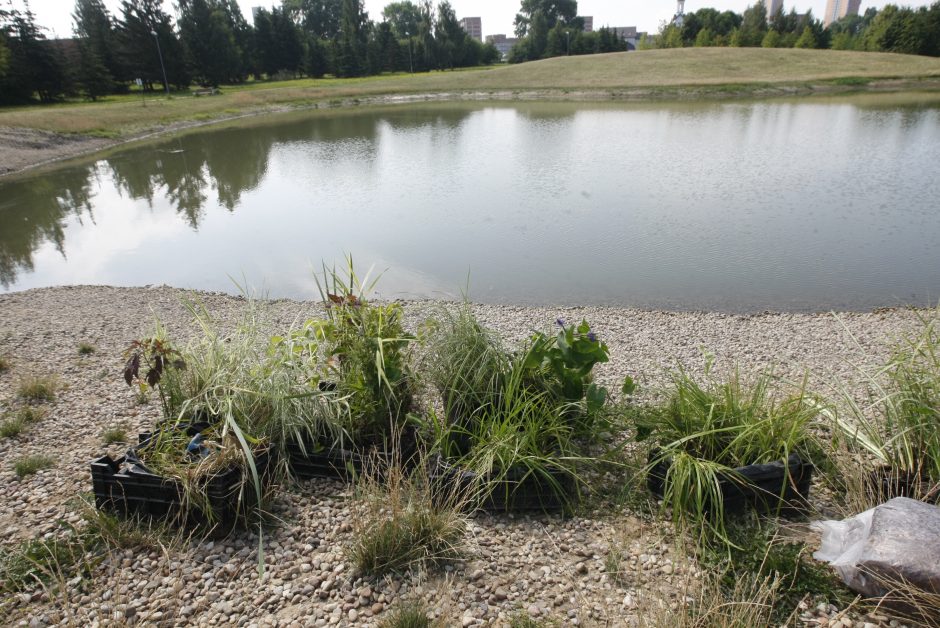 Žardininkuose – naujas traukos objektas