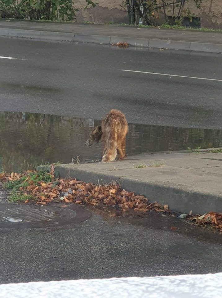 Lapė daugiabučių namų kieme išgąsdino klaipėdietę: laukiama kol įvyks nelaimė?