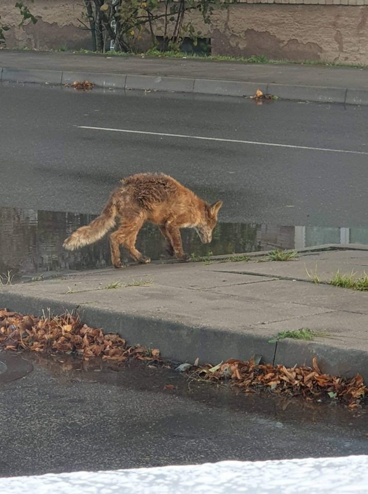 Lapė daugiabučių namų kieme išgąsdino klaipėdietę: laukiama kol įvyks nelaimė?