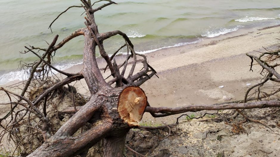 Prie Olando Kepurės skardžio pjaunami medžiai