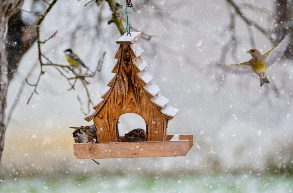 Žiemos džiaugsmas – lesyklėlė: ką svarbu žinoti?