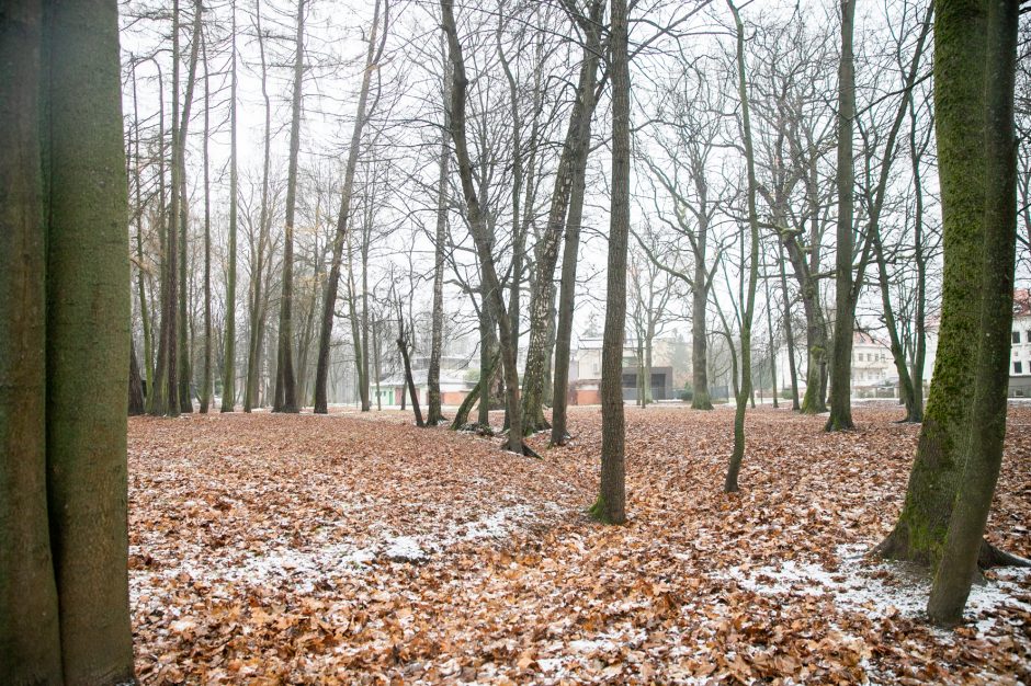 Miestas perims Vytauto parką?