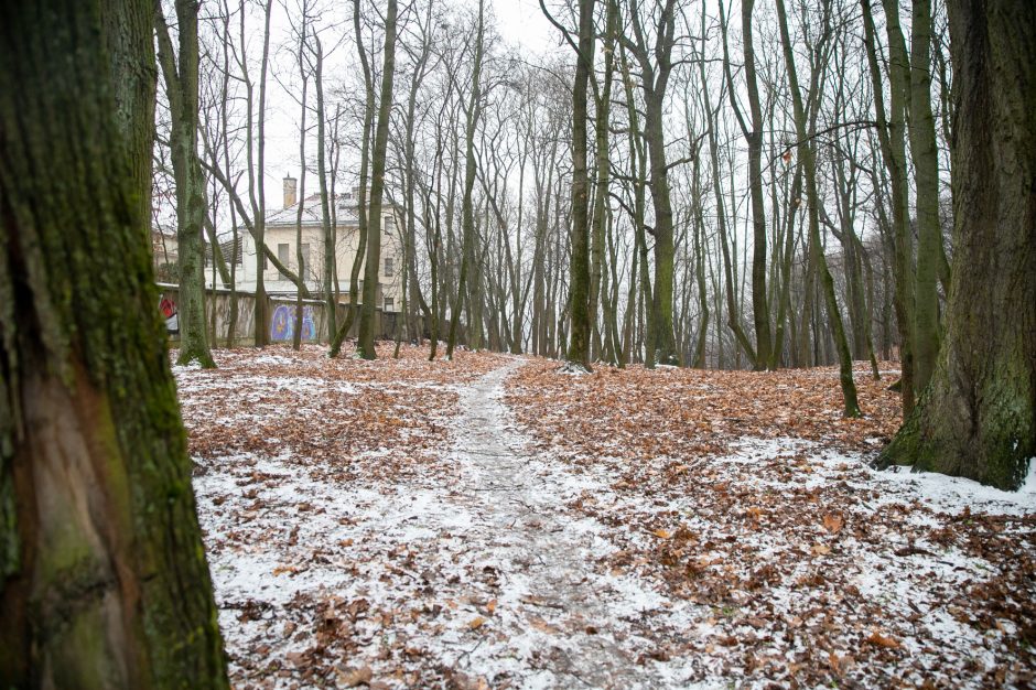 Miestas perims Vytauto parką?