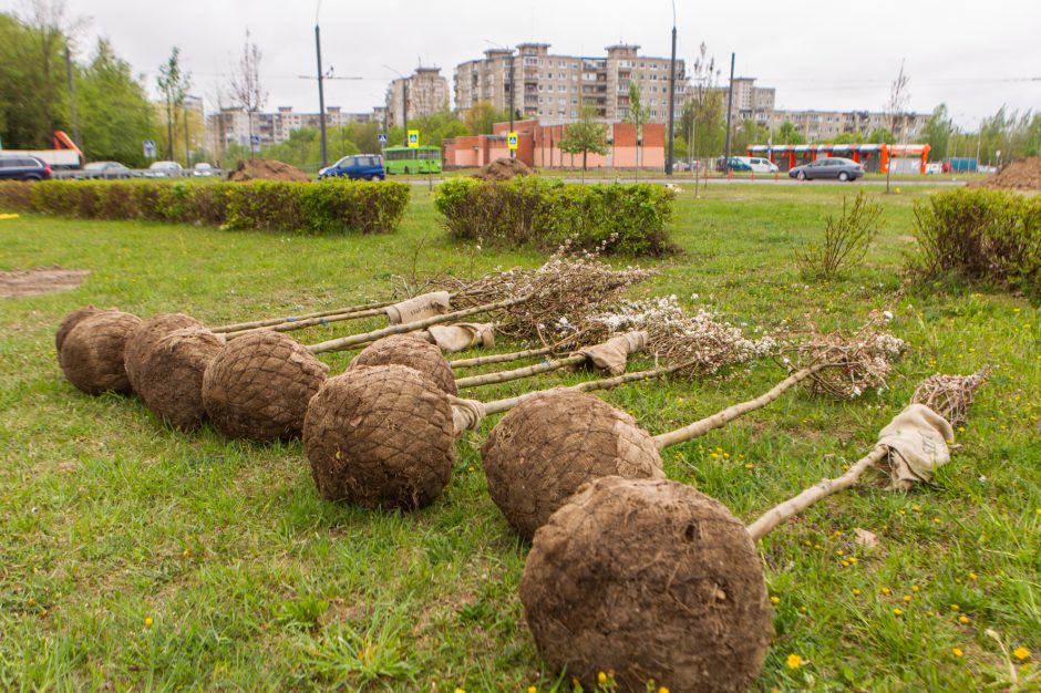 Žiedinėse sankryžose sodinami medeliai sukėlė kauniečiams klausimų