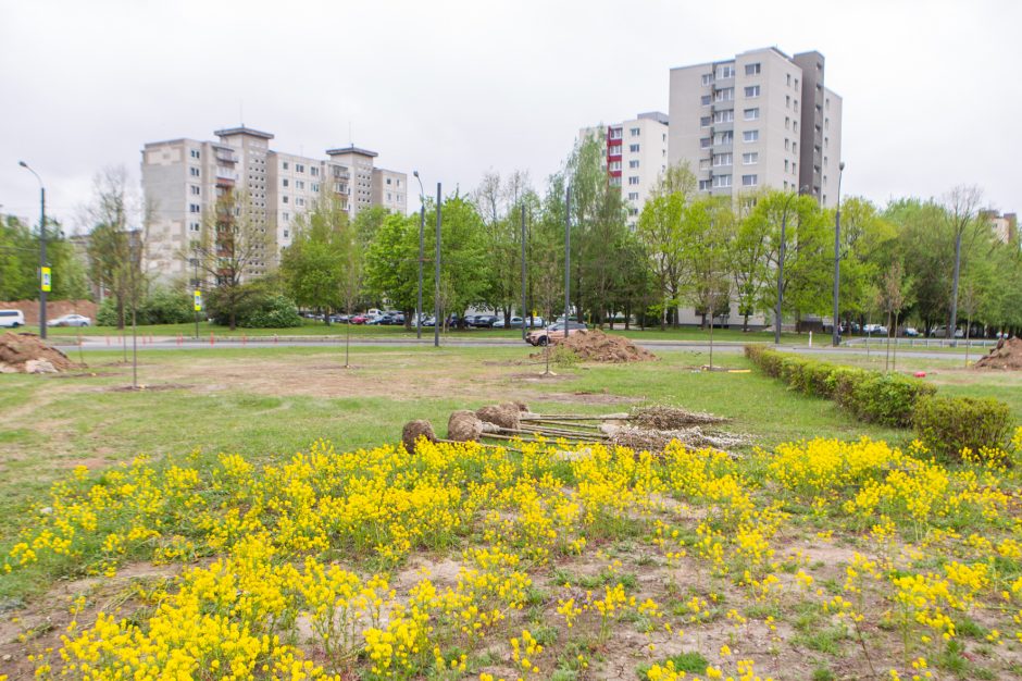 Žiedinėse sankryžose sodinami medeliai sukėlė kauniečiams klausimų