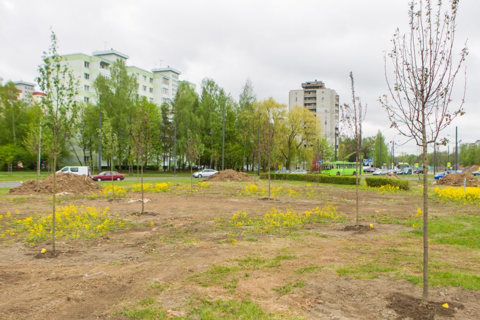 Žiedinėse sankryžose sodinami medeliai sukėlė kauniečiams klausimų