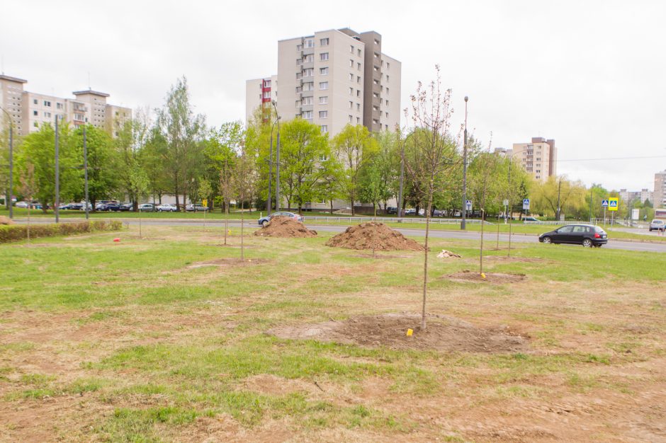 Žiedinėse sankryžose sodinami medeliai sukėlė kauniečiams klausimų