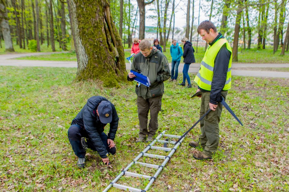 Specialistai: tokie ąžuolai savaime yra vertybė