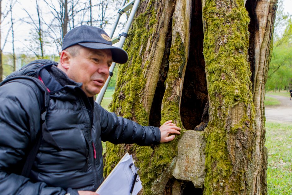 Specialistai: tokie ąžuolai savaime yra vertybė