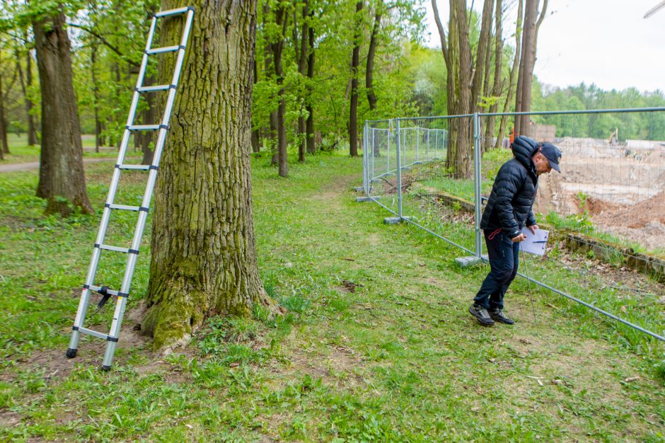 Specialistai: tokie ąžuolai savaime yra vertybė