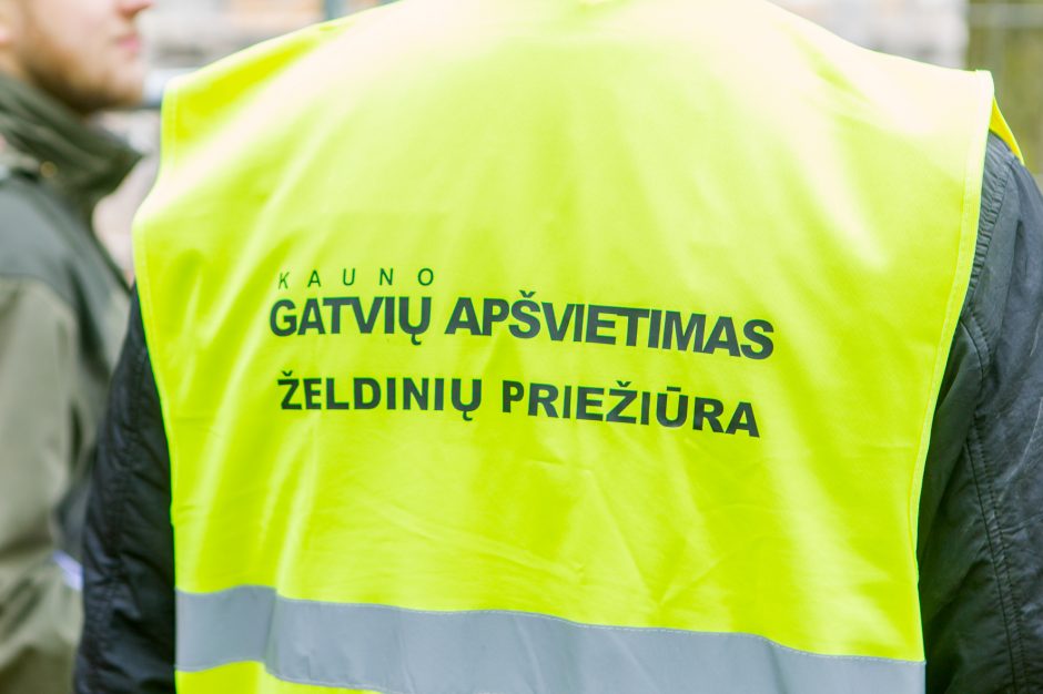 Specialistai: tokie ąžuolai savaime yra vertybė