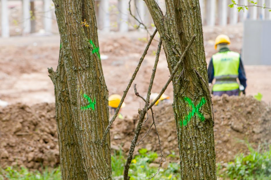 Specialistai: tokie ąžuolai savaime yra vertybė