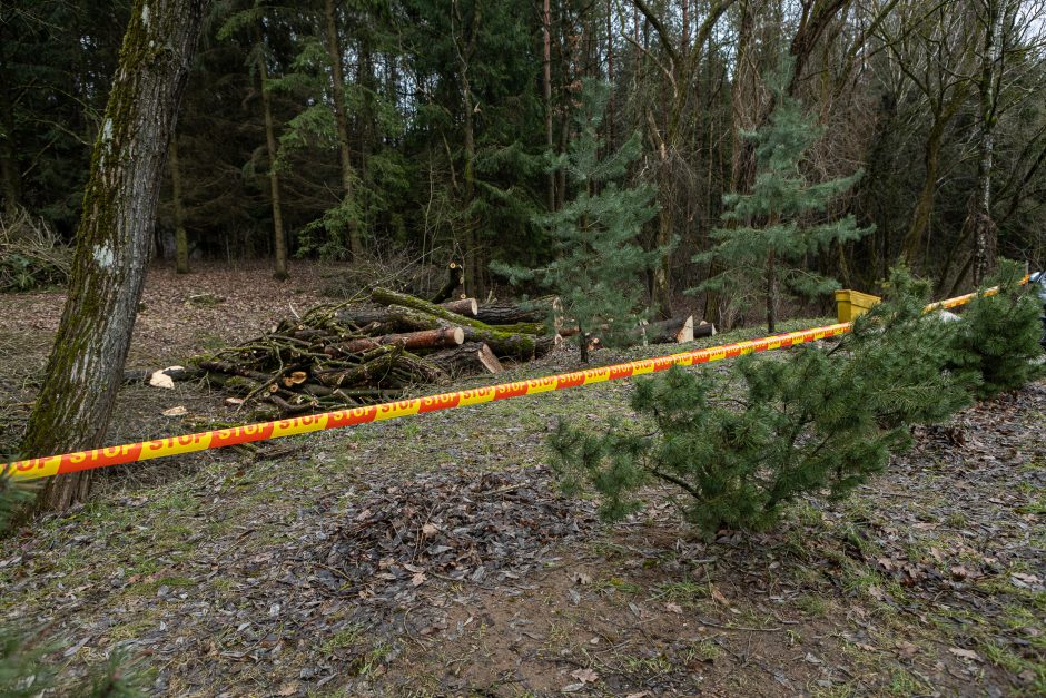 Įžūlumui ribų nėra: pasinaudoję šventėmis į Radikius grįžo nelegalūs medžių kirtėjai? 