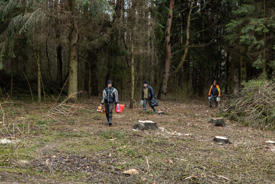 Įžūlumui ribų nėra: pasinaudoję šventėmis į Radikius grįžo nelegalūs medžių kirtėjai? 