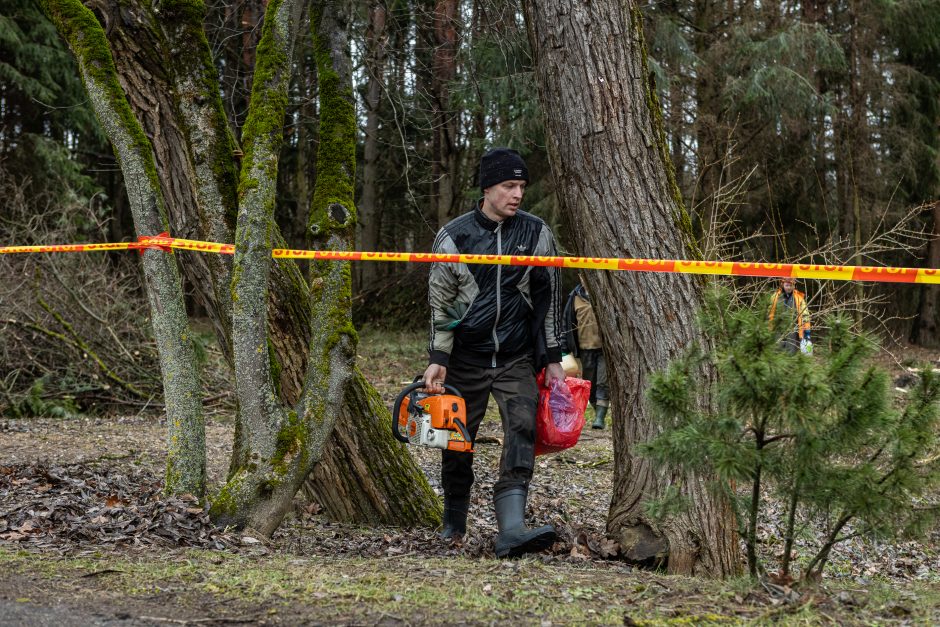 Įžūlumui ribų nėra: pasinaudoję šventėmis į Radikius grįžo nelegalūs medžių kirtėjai? 