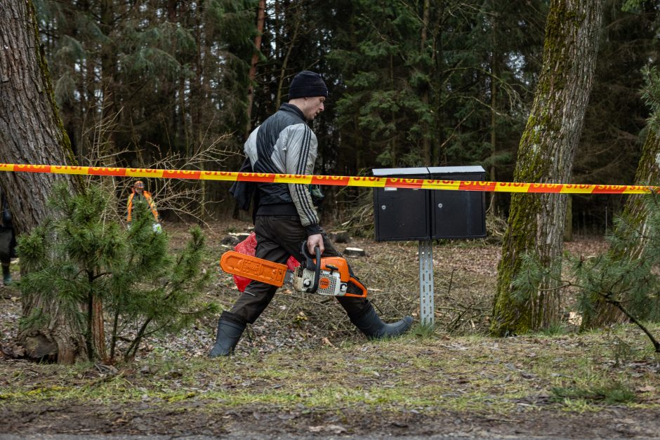 Įžūlumui ribų nėra: pasinaudoję šventėmis į Radikius grįžo nelegalūs medžių kirtėjai? 