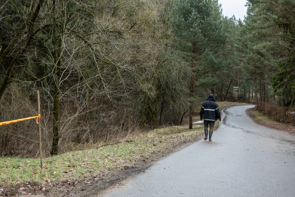 Įžūlumui ribų nėra: pasinaudoję šventėmis į Radikius grįžo nelegalūs medžių kirtėjai? 