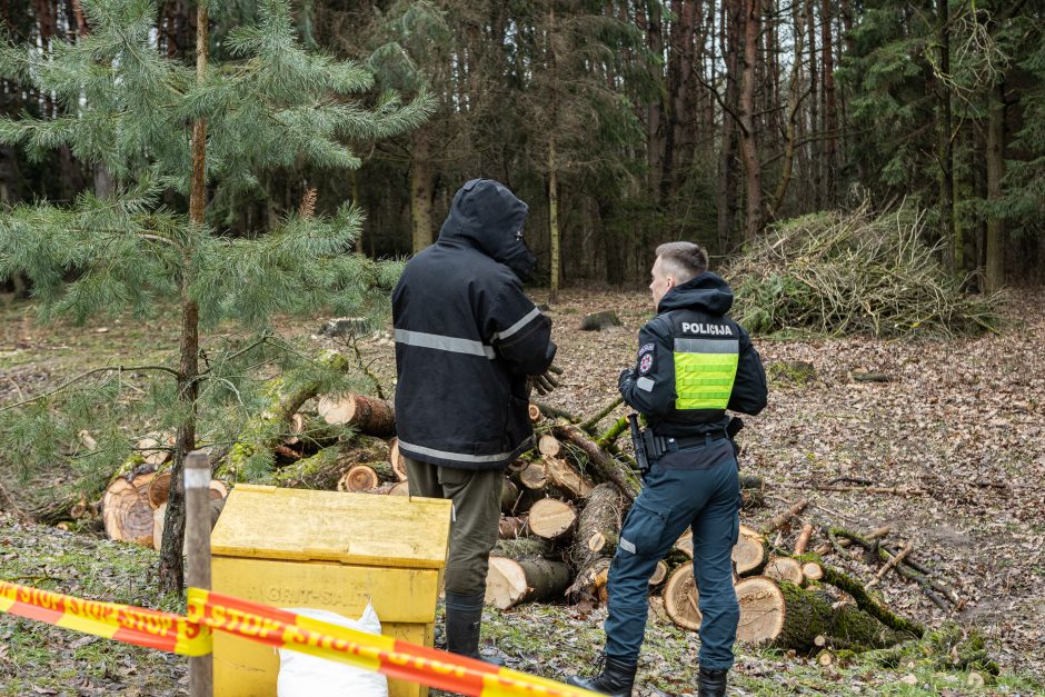 Įžūlumui ribų nėra: pasinaudoję šventėmis į Radikius grįžo nelegalūs medžių kirtėjai? 