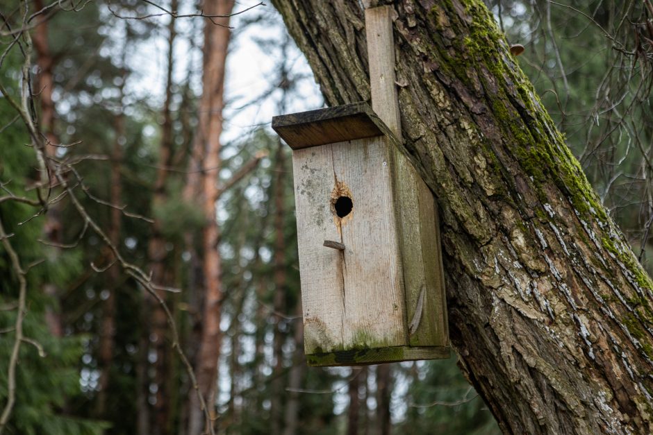 Įžūlumui ribų nėra: pasinaudoję šventėmis į Radikius grįžo nelegalūs medžių kirtėjai? 