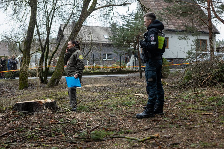 Įžūlumui ribų nėra: pasinaudoję šventėmis į Radikius grįžo nelegalūs medžių kirtėjai? 