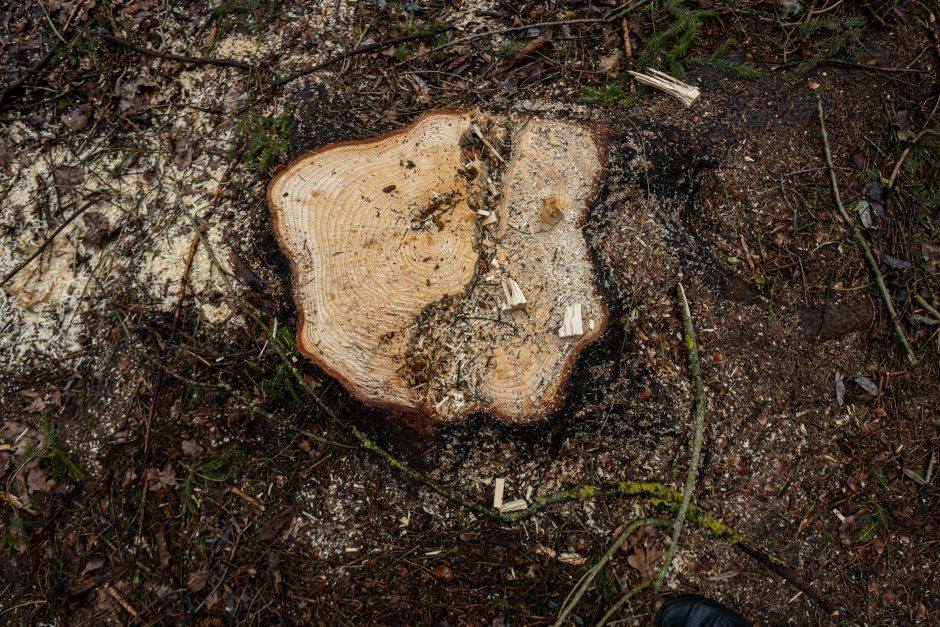 Įžūlumui ribų nėra: pasinaudoję šventėmis į Radikius grįžo nelegalūs medžių kirtėjai? 