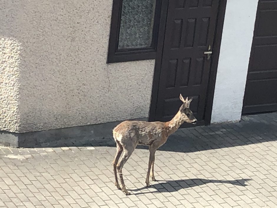 Gyventojus sutrikdė stirna Kauno centre: ką daryti? 