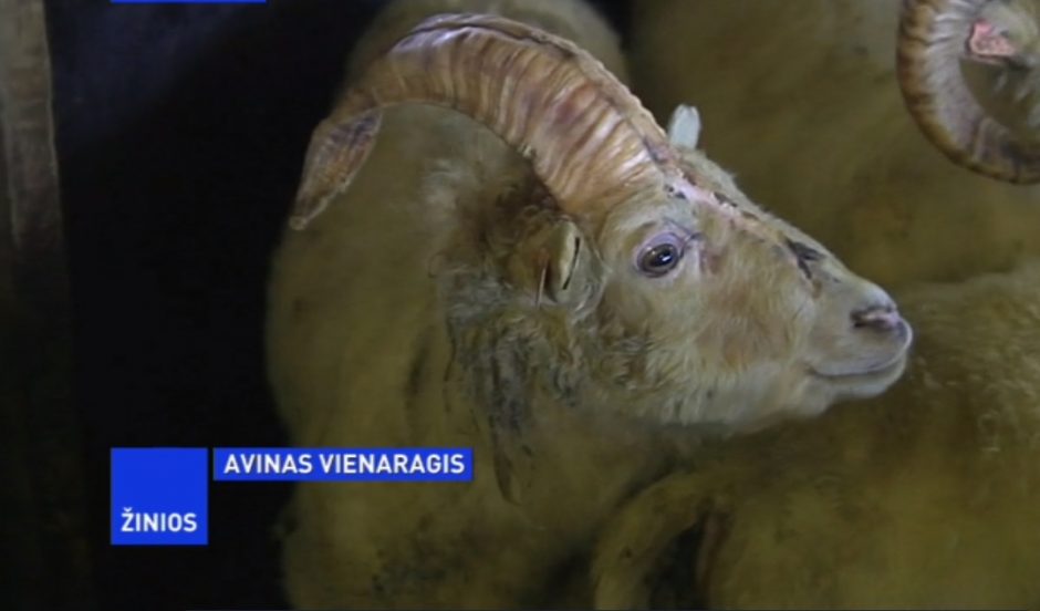 Islandijoje rastas vienaragis avinas