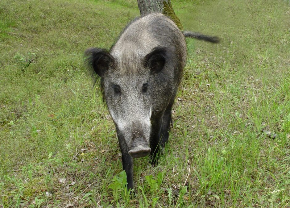 Aplink Klaipėdą – afrikinio kiaulių maro užkratas?