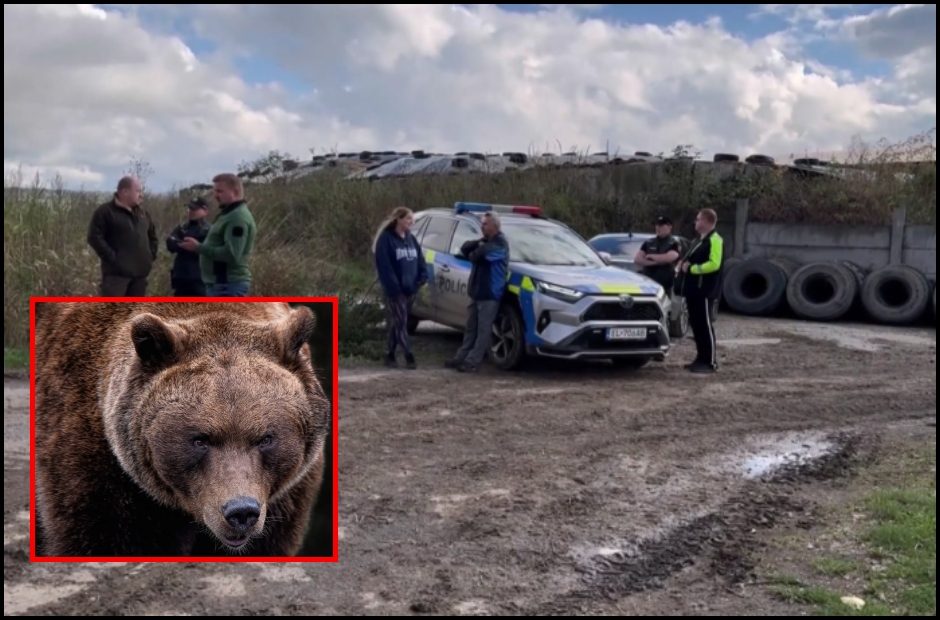 Apie šiurpų grybautojo sudraskymą Slovakijoje: lokys dantimis perrėžė vieną iš pagrindinių arterijų