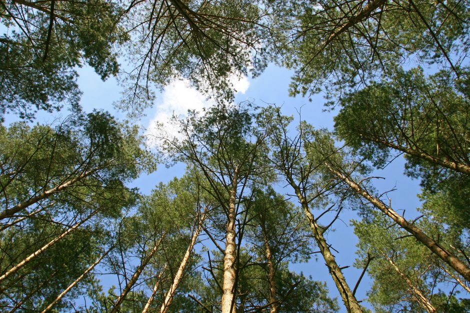 Miškų tarnyba nori pati atstovauti valstybę teismuose