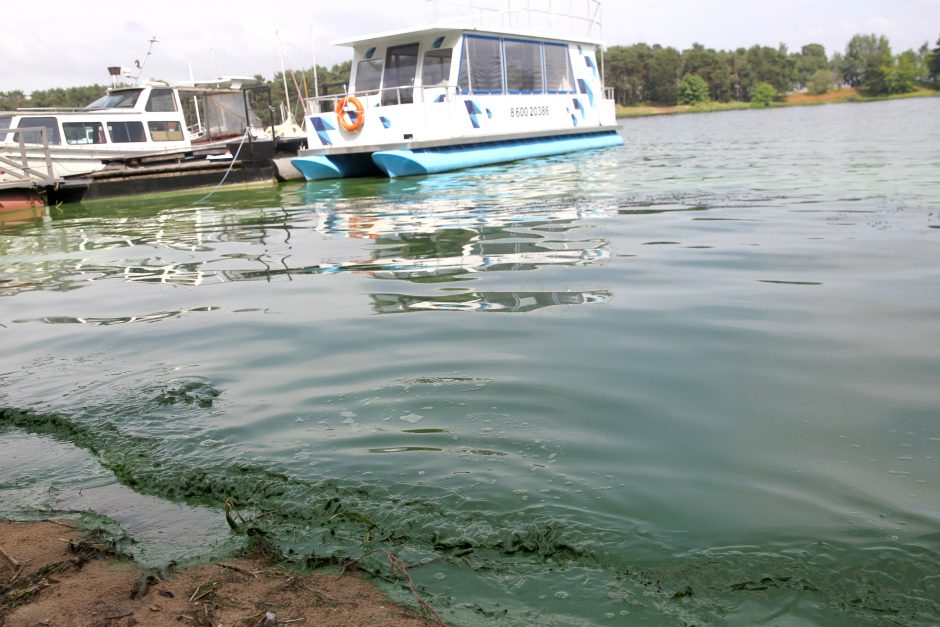 Kauno marių vanduo vėl pažaliavo